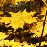 Wild West Gold Megaways слот с символами Дикого Запада