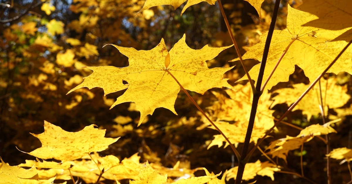 Wild West Gold Megaways слот с символами Дикого Запада